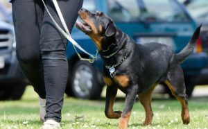 curso-de-adestramento-de-cães