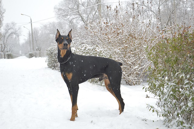 Dobermann