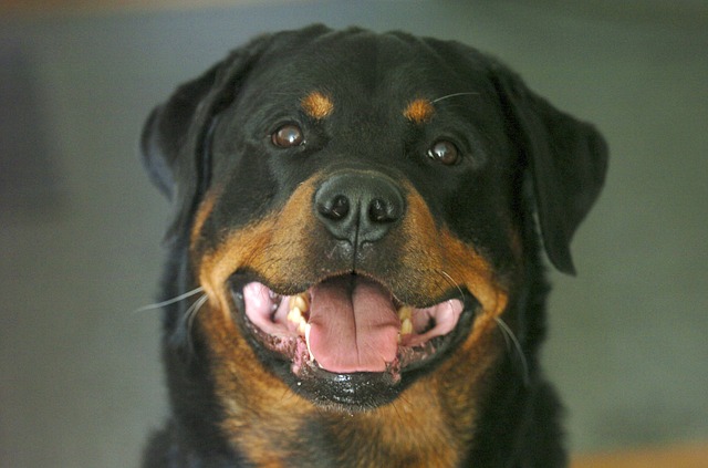 Qual o melhor cão de guarda para adestrar? Rottweiler? Pastor Alemão?