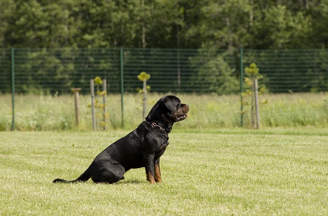 curso de adestramento de cães ou curso de adestramento de cães online