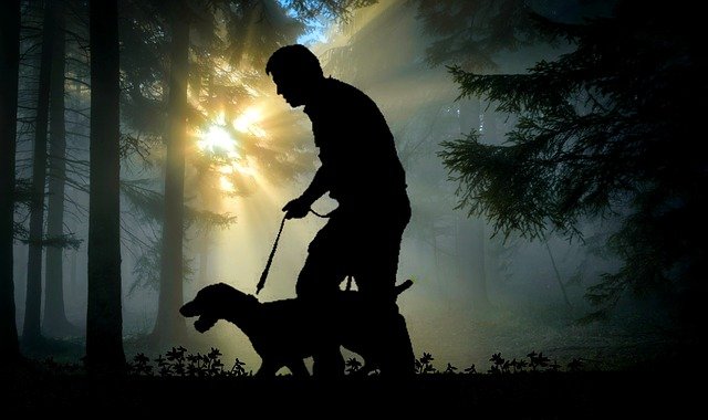 curso-de-adestramento-de-cães-presencial-ou-online