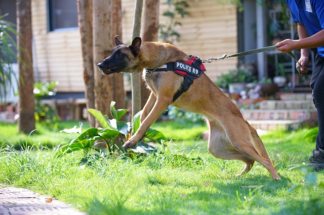 qual o melhor cão de guarda para adestrar