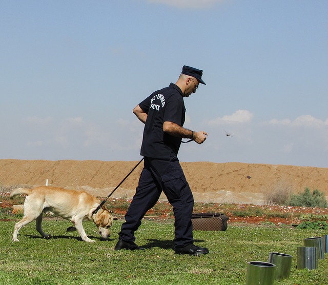 formação de cão policial