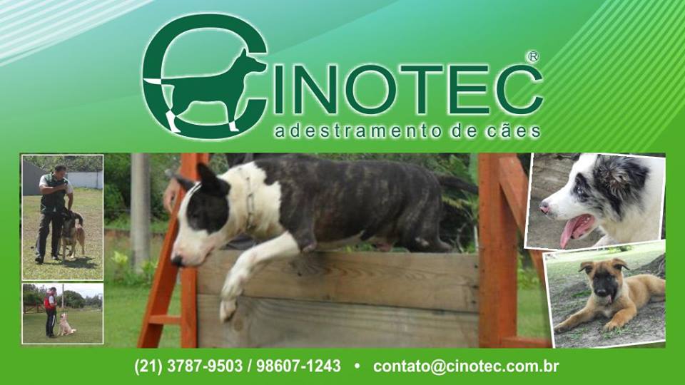 curso-de-adestramento-de-cães-rj