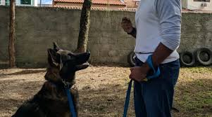 curso-de-adestramento-de-cães-RJ