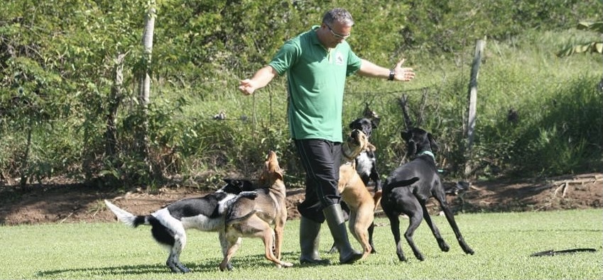 Curso De Adestramento De Cães SP – Localização Dos Melhores